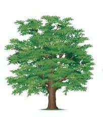 Зелений дуб